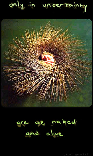 only in uncertainty are we naked and alive - peter gabriel